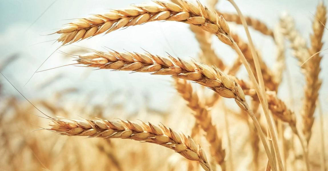 Интервью коммерческого директора КССС Лубриканс для выставки ЮгАгро 2025