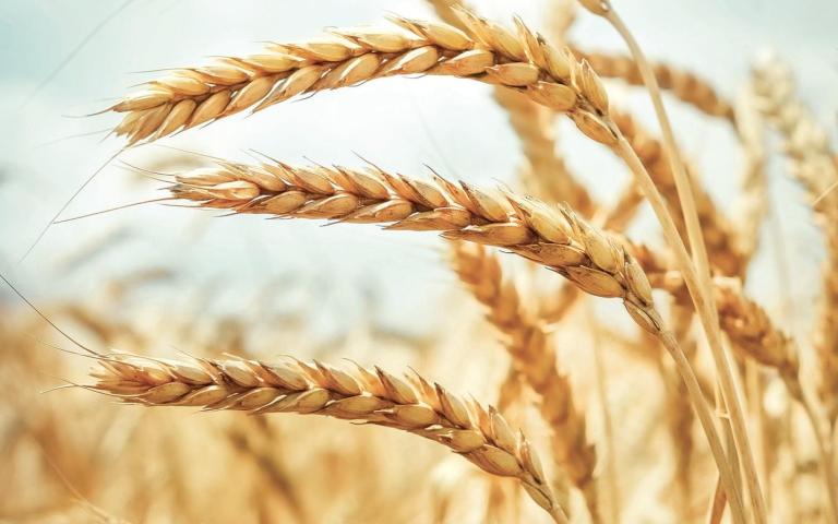 Превью. Интервью коммерческого директора КССС Лубриканс для выставки ЮгАгро 2025